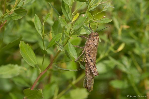 Criquet égyptien — Anacridium aegyptium (Linnaeus, 1764), (Bidart (64), France, le 09/11/2018)