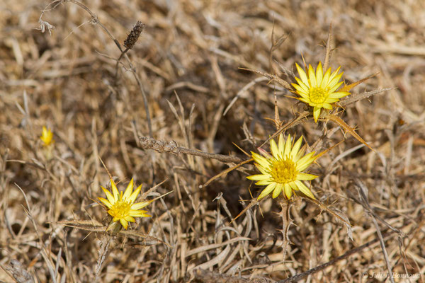 Carline en corymbe — Carlina corymbosa L., 1753, (Vila do Bispo, (Algarve) Portugal, le 29/08/2018)