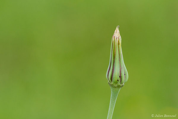 Salsifis des prés — Tragopogon pratensis L., 1753, (Lacq (64), France, le 24/04/2019)