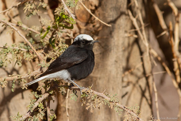 Traquet à tête blanche — Oenanthe leucopyga (Brehm, 1855), (Tata (Souss-Massa), Maroc, le 08/02/2023)