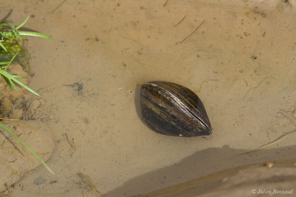 Corbicule asiatique (Corbicula fluminea) (Gironde, Braud-et-Saint-Louis (33), le 05/03/2018)