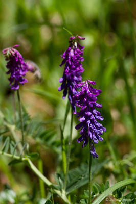 Vesce cracca — Vicia cracca L., 1753, (Etssault (64), France, le 06/05/2019)