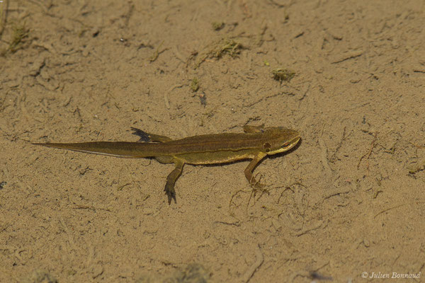 Triton palmé – Lissotriton helveticus (Razoumowsky, 1789), (Col du Pourtalet, Laruns (64), France, le 06/07/2019)