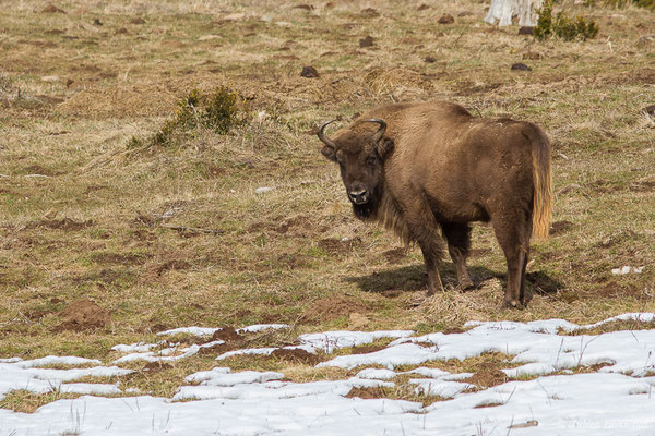 Bison d'Europe – Bison bonasus (Linnaeus, 1758), (Parc faunistique Lacuniacha, Huesca, Espagne, le 09/02/2020)
