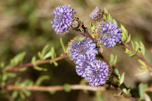 Globulaire alypum — Globularia alypum L., 1753, (Parc Naturel des Ports (Catalogne), Espagne, le 07/02/2022)