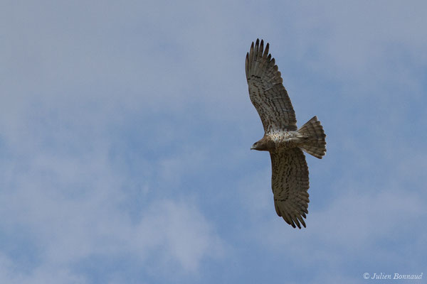 Circaète Jean-le-blanc — Circaetus gallicus (Gmelin, JF, 1788), (adulte) (en route vers Salamanque (Castille-et-León), Espagne, le 06/09/2018)