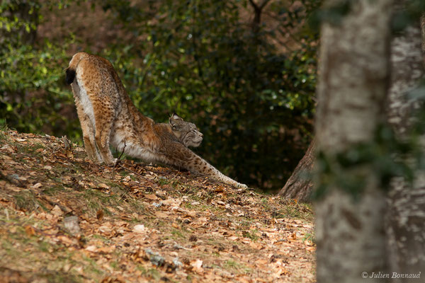 Lynx boréal – Lynx lynx (Linnaeus, 1758), (Parc faunistique Lacuniacha, Huesca, Espagne, le 09/02/2020)