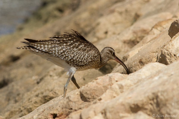 Courlis corlieu — Numenius phaeopus (Linnaeus, 1758), (Lagos (Faro), (Algarve), Portugal, le 30/08/2018)