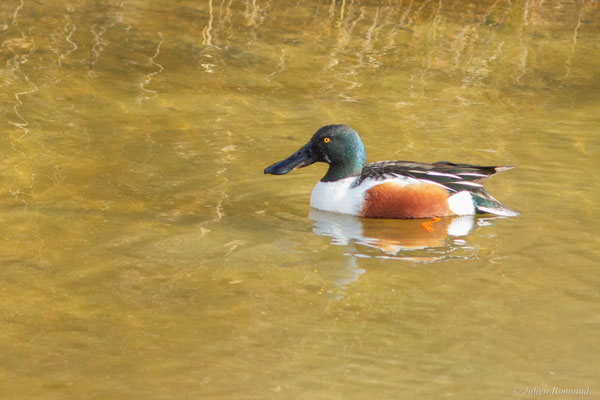 Canard souchet — Anas clypeata (Linnaeus, 1758)