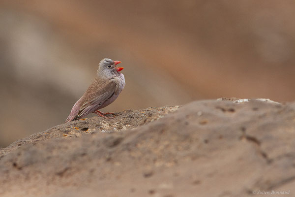 Roselin githagine — Bucanetes githagineus (Lichtenstein, 1823), (Barranco de los Molinos, Fuerteventura, (Iles Canaries, Espagne), le 15/02/2022)