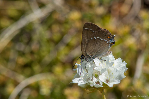 Thécla des Nerpruns — Satyrium spini (Denis & Schiffermüller, 1775), (Col du Pourtalet, Laruns (64), France, le 06/07/2019)