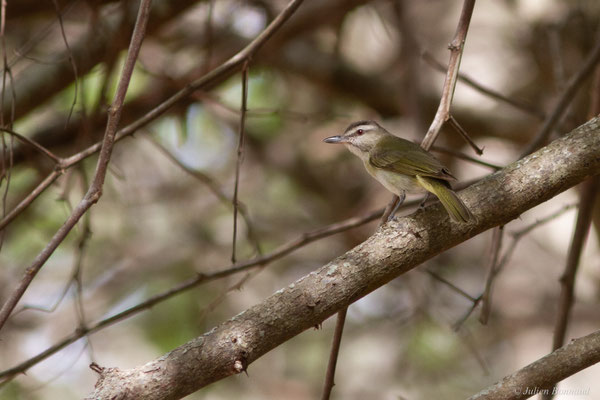 Viréo à moustaches — Vireo altiloquus (Vieillot, 1808)