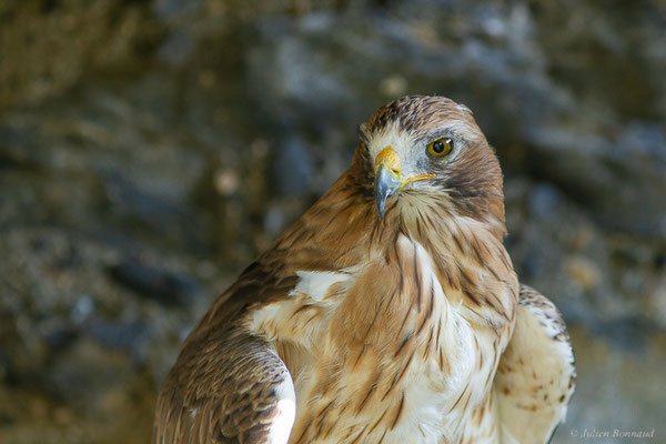 Aigle botté — Hieraaetus pennatus (Gmelin, JF, 1788), (Donjon des aigles, Baucens (65), France, le 28/08/2022)