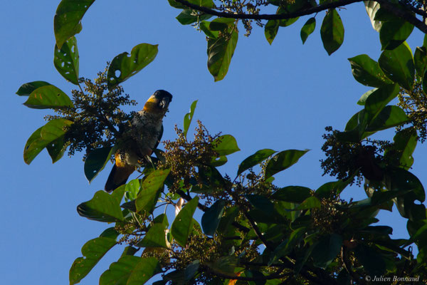Caïque maïpouri — Pionites melanocephalus (Linnaeus, 1758), (sentier du Rorota, Remire-Montjoly, Guyane, le 17/07/2016)