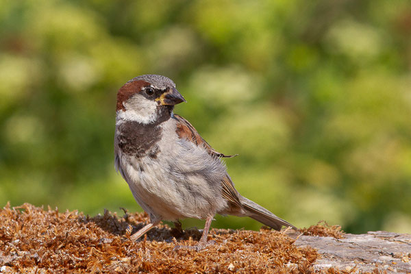 Moineau domestique — Passer domesticus (Linnaeus, 1758), (Anglet (64), France, le 10/08/2024)
