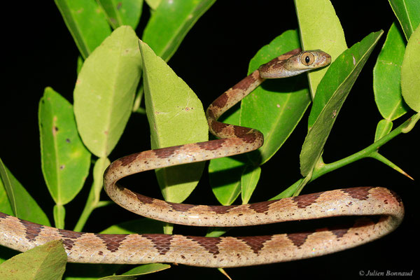 Imantode à nuque tatouée — Imantodes cenchoa (Linnaeus, 1758), (Kaw, Guyane, le 29/11/2014)