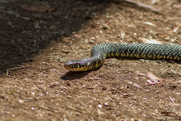 Couleuvre verte et jaune — Hierophis viridiflavus (Lacepède, 1789), (adulte) (Sollacaro (2A), France, le 02/09/2019)