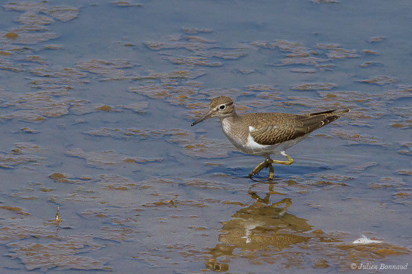 Chevalier guignette — Actitis hypoleucos (Linnaeus, 1758), (Marais de l'Odiel, Palos de la Frontera (Andalousie), le 07/08/2020)