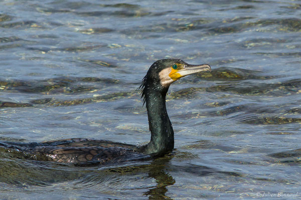 Grand Cormoran — Phalacrocorax carbo (Linnaeus, 1758), (Ile Du Gaou, Six-Fours-les-Plages (83), France, le 02/02/2021)