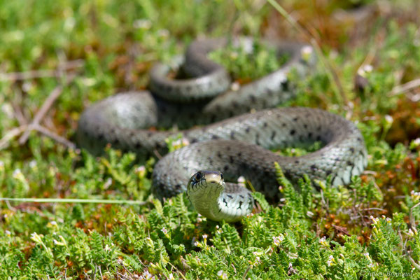 Couleuvre helvétique — Natrix helvetica (Lacepède, 1789)