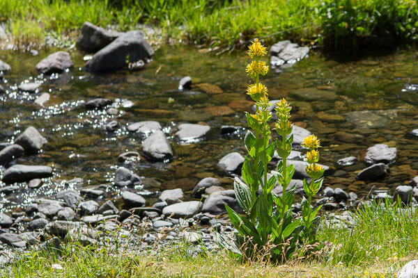 Grande gentiane — Gentiana lutea L., 1753, (lac d'Ayous, Laruns (64), France, le 13/07/2019)