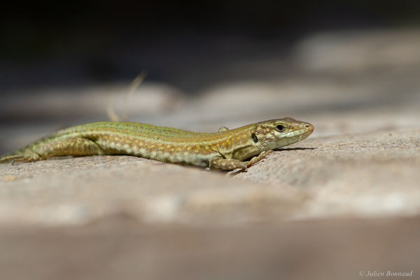Lézard des Pityuses — Podarcis pityusensis (Boscá, 1883)