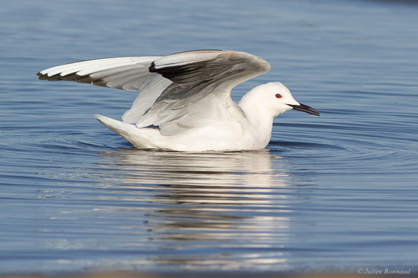 Goéland railleur — Chroicocephalus genei (Breme, 1839), (Parc Naturel du Delta de l'Ebre (Catalogne), Espagne, le 06/02/2022)