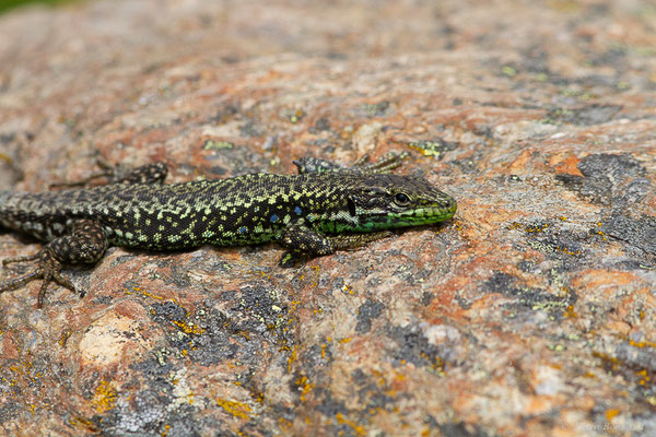 Lézard de Galan — Iberolacerta galani Arribas, Carranza & Odierna, 2006, (Parc naturel du lac de Sanabria (Zamora), Espagne), le 06/07/2022)