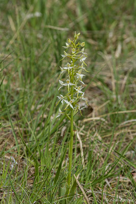 Platanthère à fleurs verdâtres — Platanthera chlorantha (Custer) Rchb., 1828