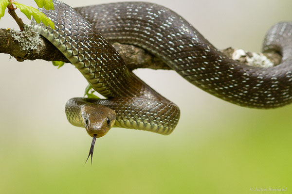 Couleuvre d'Esculape — Zamenis longissimus (Laurenti, 1768)
