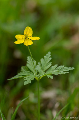 Anémone fausse-renoncule — Anemone ranunculoides L., 1753