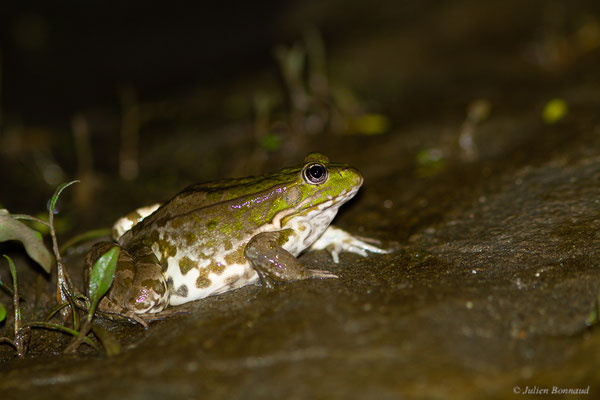 Grenouille de Graf — Pelophylax kl. grafi (Crochet, Dubois, Ohler & Tunner, 1995), (femelle adulte), (Lons (64), France, le 29/04/2022)