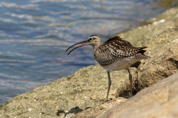 Courlis corlieu — Numenius phaeopus (Linnaeus, 1758)