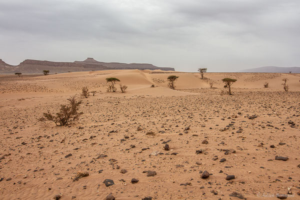 (Parc national d'Iriqui (Souss-Massa-Draâ, Guelmim-Es Semara), Maroc, le 13/02/2023)