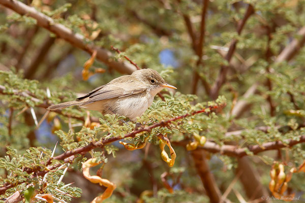 Hypolaïs obscure — Iduna opaca (Cabanis, 1850), (Msseyed (Guelmim-Oued Noun), Maroc, le 29/03/2024)
