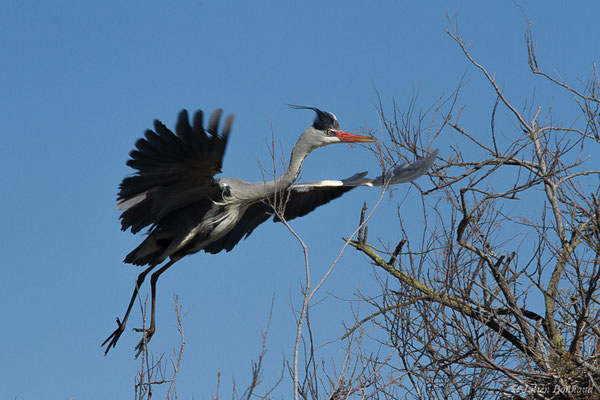 Héron cendré — Ardea cinerea Linnaeus, 1758, (Parc ornithologique de Pont de Gau (13), France, le 20/02/2020)
