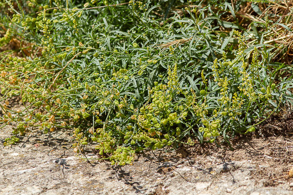 Réséda jaune — Reseda lutea L., 1753, (Castille-et-León, Espagne, le 04/07/2022)