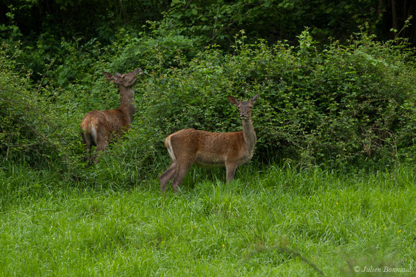 Cerf élaphe – Cervus elaphus Linnaeus, 1758, (Hameau du Plan, Saint-Béat (31), France, le 05/06/2018)