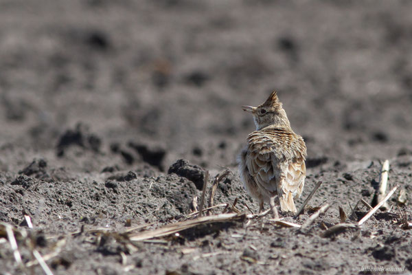 Cochevis huppé — Galerida cristata (Linnaeus, 1758), (Beylongue (40), France, le 19/04/2025)