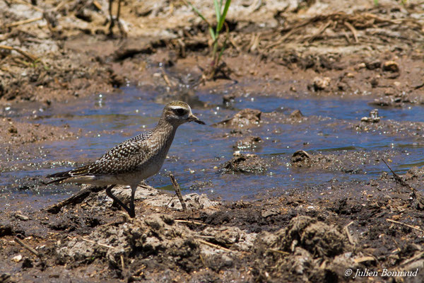 Pluvier bronzé – Pluvialis dominica (Müller, PLS, 1776), (adulte, plumage internuptial) (Marais Leblond, Cayenne, Guyane, le 26/09/2016)