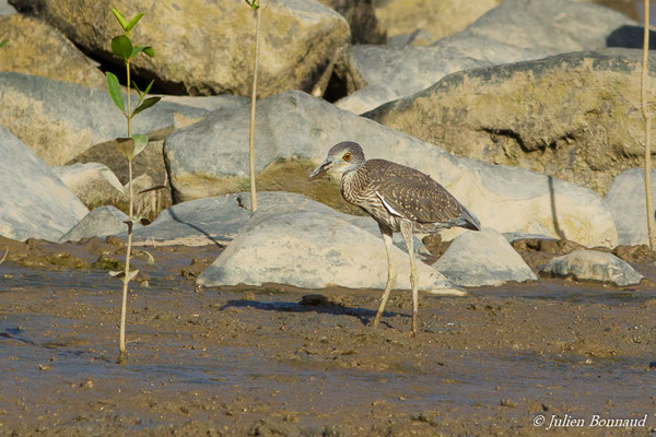 Bihoreau violacé — Nyctanassa violacea (Linnaeus, 1758), (juvénile) (Plage des brésiliens, Remire-Montjoly, Guyane, le 10/07/2016)