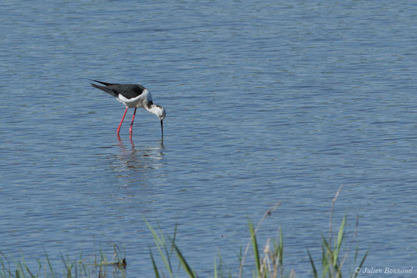 Échasse blanche — Himantopus himantopus (Linnaeus, 1758), (adulte) (Braud-et-Saint-Louis (33), France, le 21/06/2018)