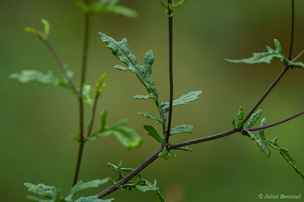 Séneçon à feuilles de Barbarée – Jacobaea erratica (Bertol.) Fourr., 1868, (Buzy (64), France, le 01/10/2020)