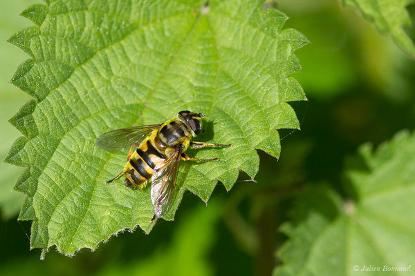 Éristale des fleurs (Myathropa florea) (Loubieng (64), France, le 29/04/2020)