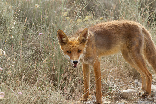 Renard roux — Vulpes vulpes (Linnaeus, 1758), (Parque Natural de las Bardenas, Navarre, Espagne, le 08/06/2022)