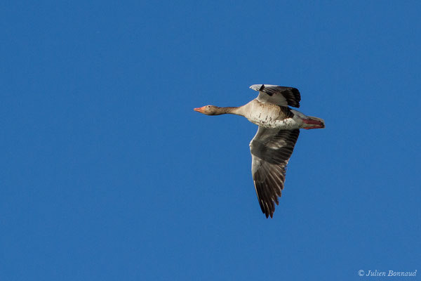 Oie cendrée — Anser anser (Linnaeus, 1758), (Saligue d'Artix (64), France, le 13/05/2019)