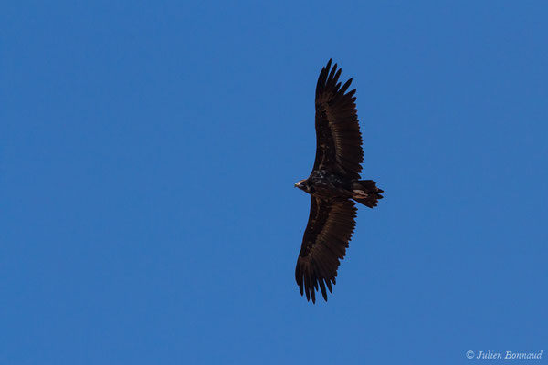 Vautour moine — Aegypius monachus (Linnaeus, 1766), (adulte) (en route vers Salamanque (Castille-et-León), Espagne, le 06/09/2018)