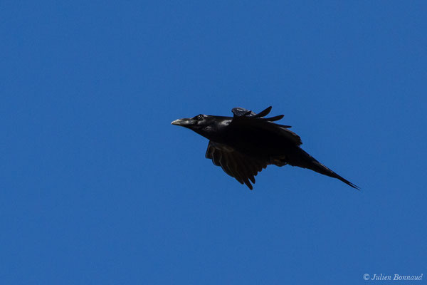 Grand Corbeau — Corvus corax Linnaeus, 1758, (Pihourc, Lieoux (31), France, le 24/10/2018)