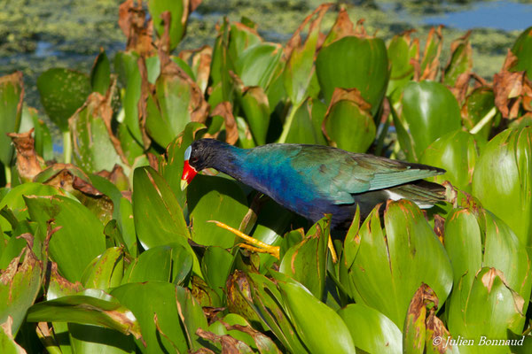Talève violacée – Porphyrio martinicus (Linnaeus, 1766), (lac Marie-Claire, Kourou (973), France, le 04/12/2016)