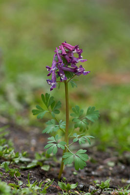 Corydale solide — Corydalis solida (L.) Clairv., 1811, (Ussat (09), France, le 23/03/2018)